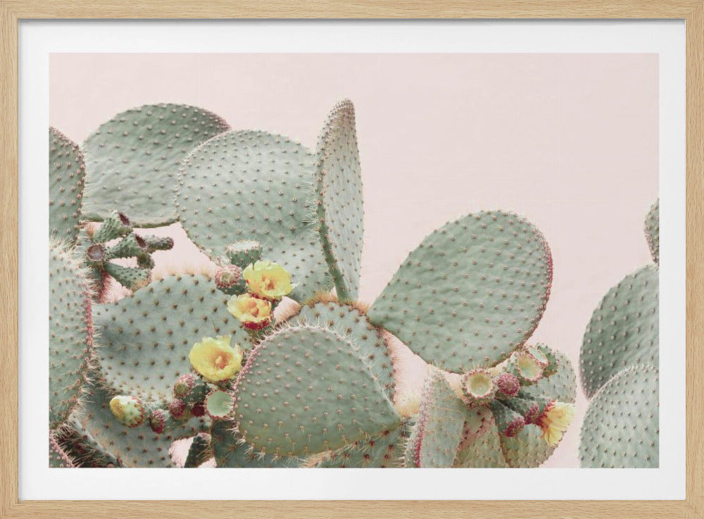 Blooming Cactus | Poster
