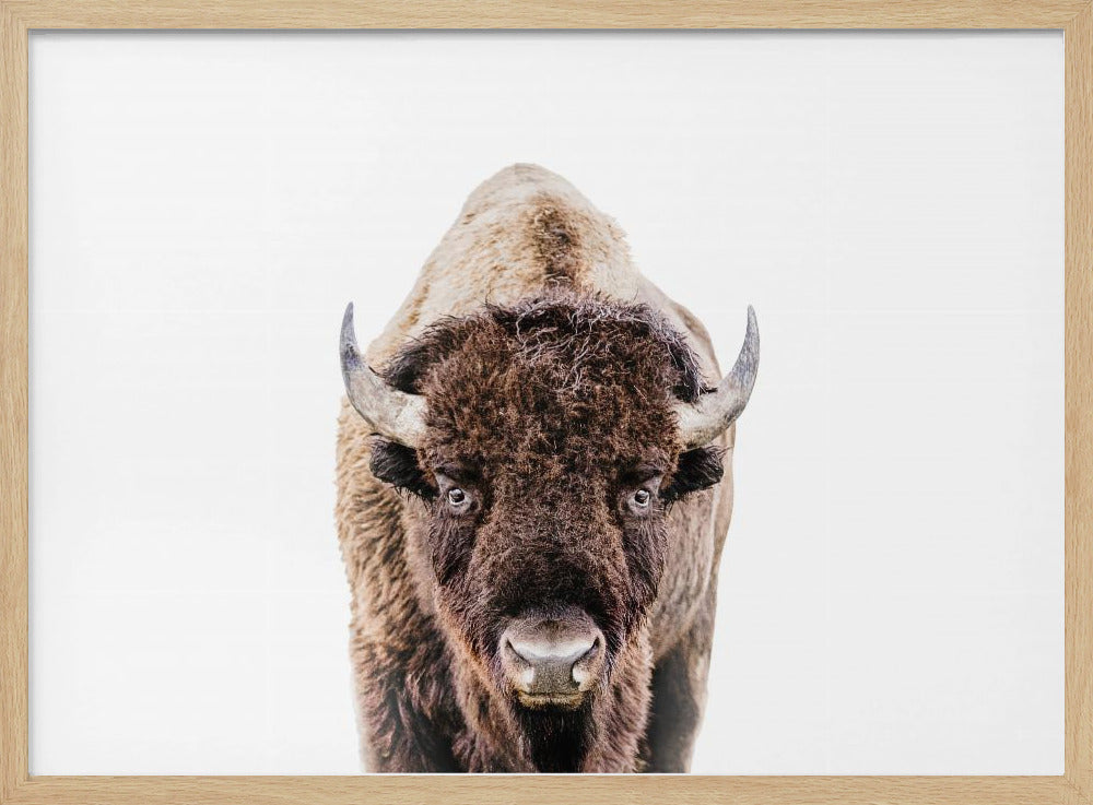 Bison | Poster