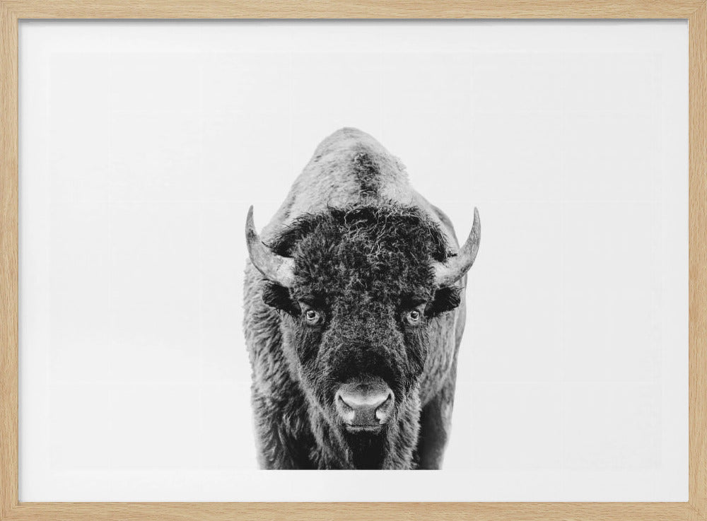 Bison Bw | Poster