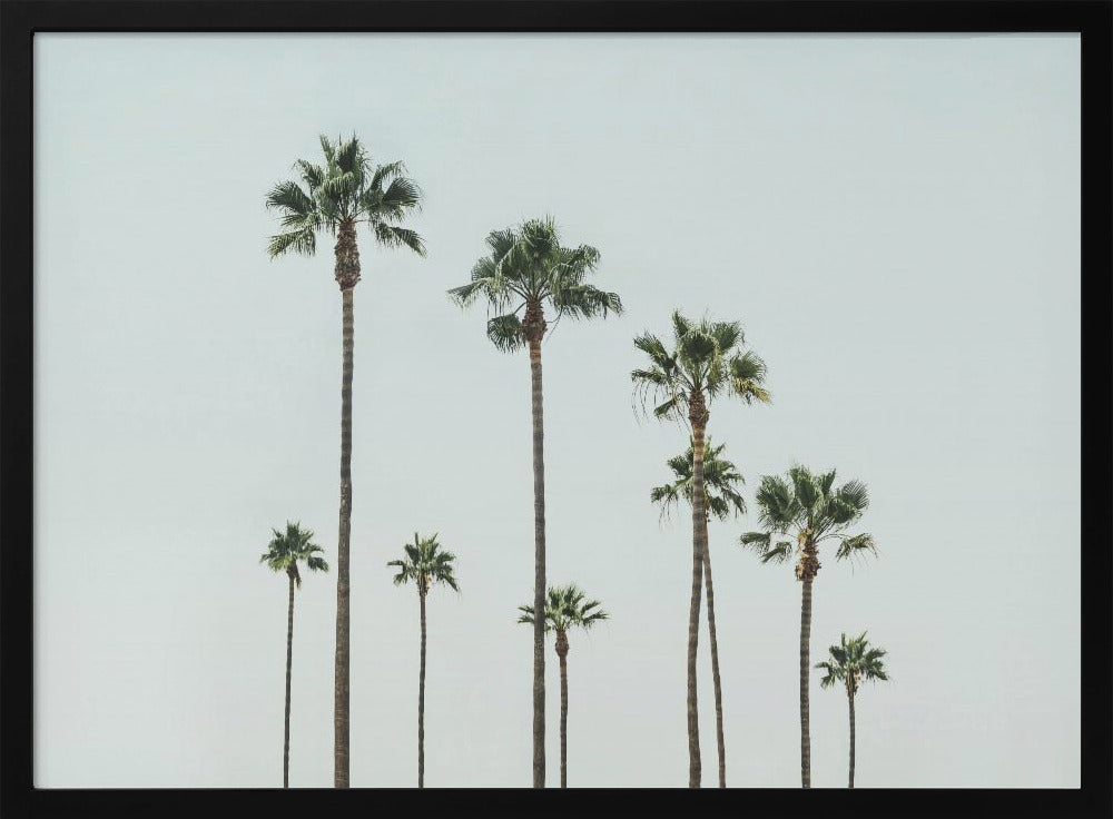 Cali Palms | Poster