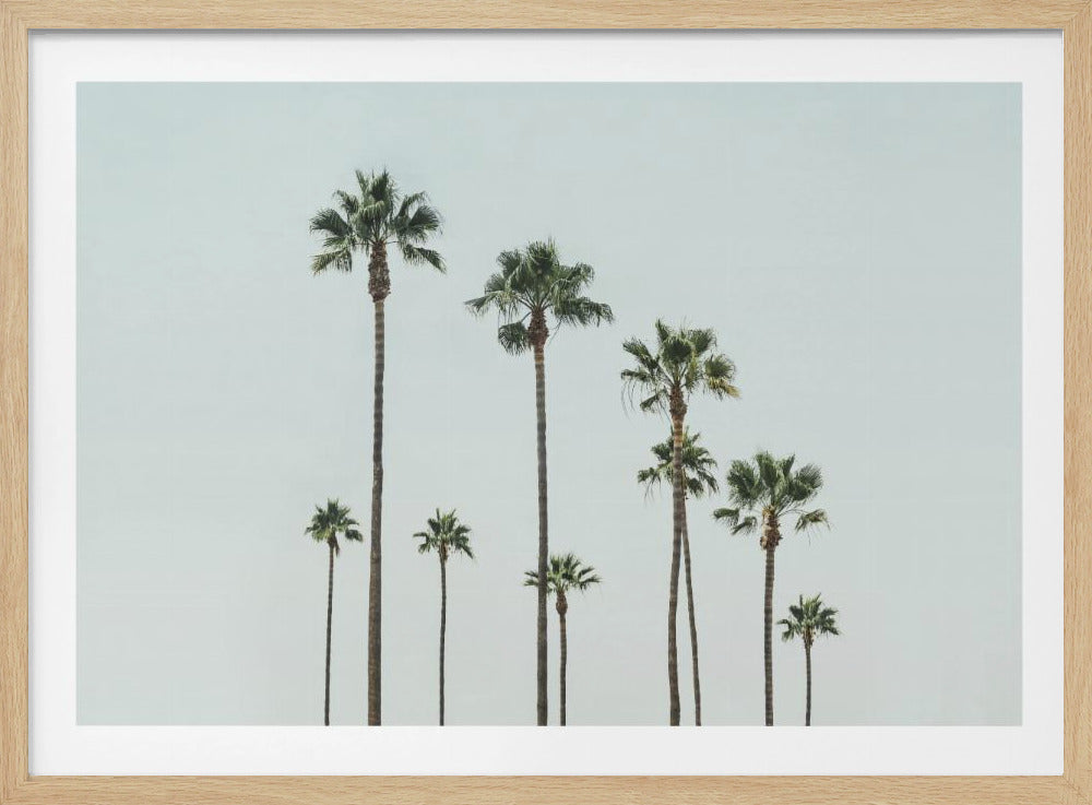 Cali Palms | Poster