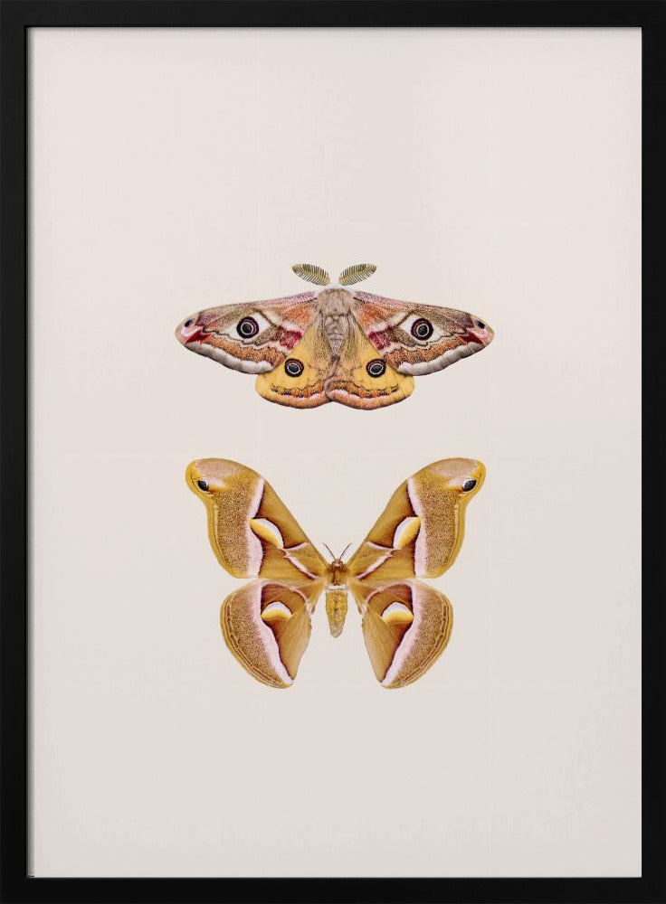 Moths | Poster