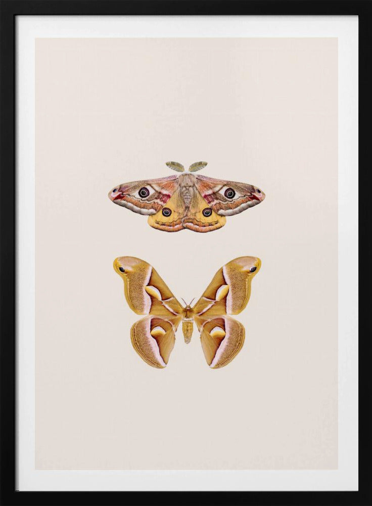 Moths | Poster