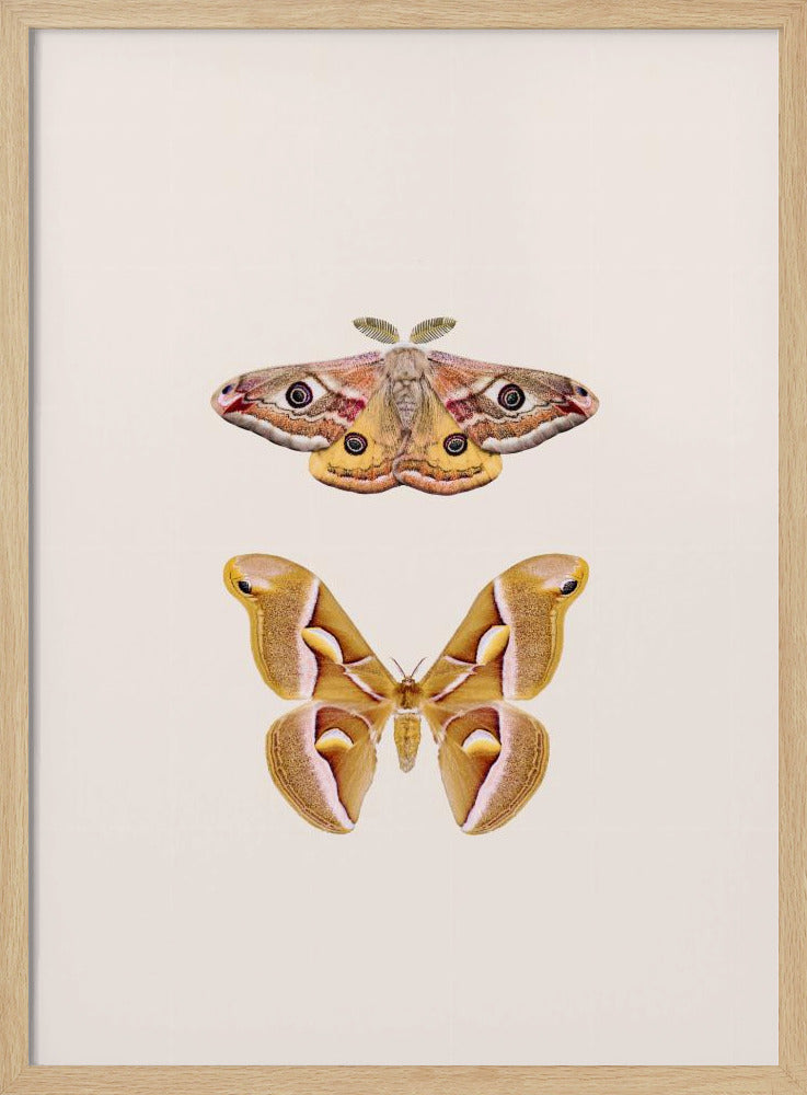 Moths | Poster
