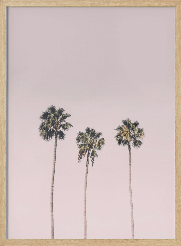 Palms On Pink | Poster