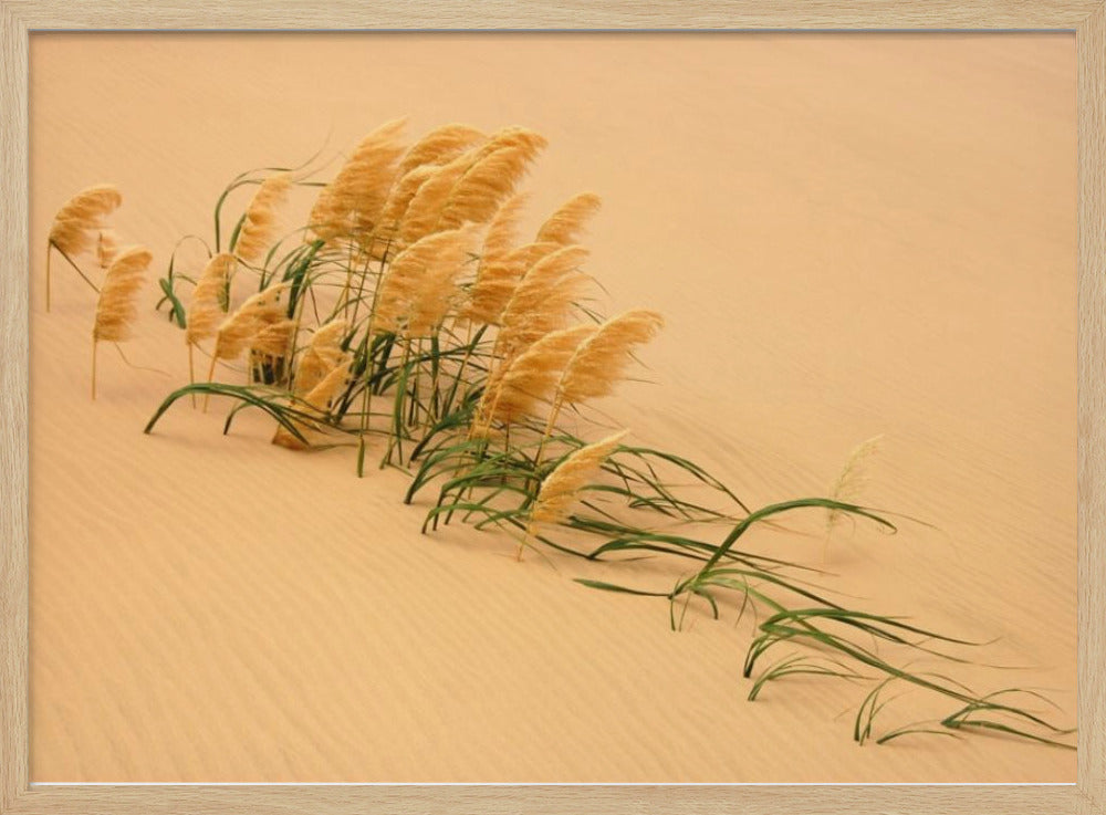 Pampas Grass in Sand Dune | Poster
