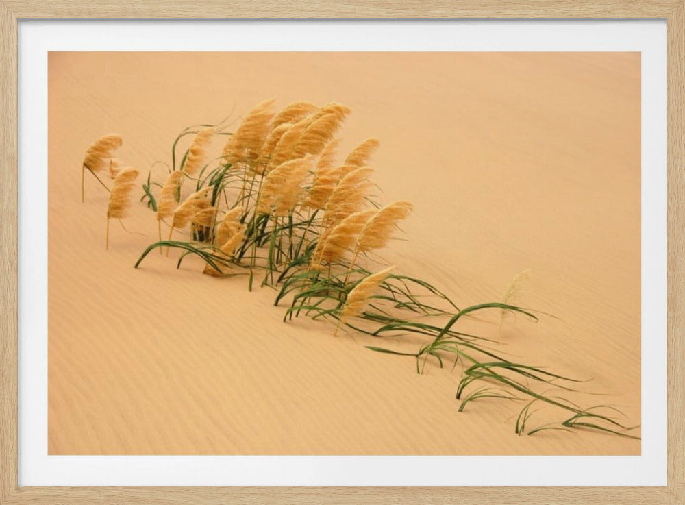 Pampas Grass in Sand Dune | Poster