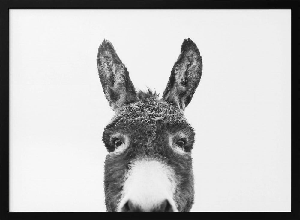 Peeking Donkey BW | Poster