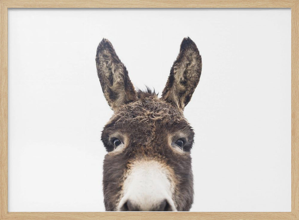 Peeking Donkey | Poster