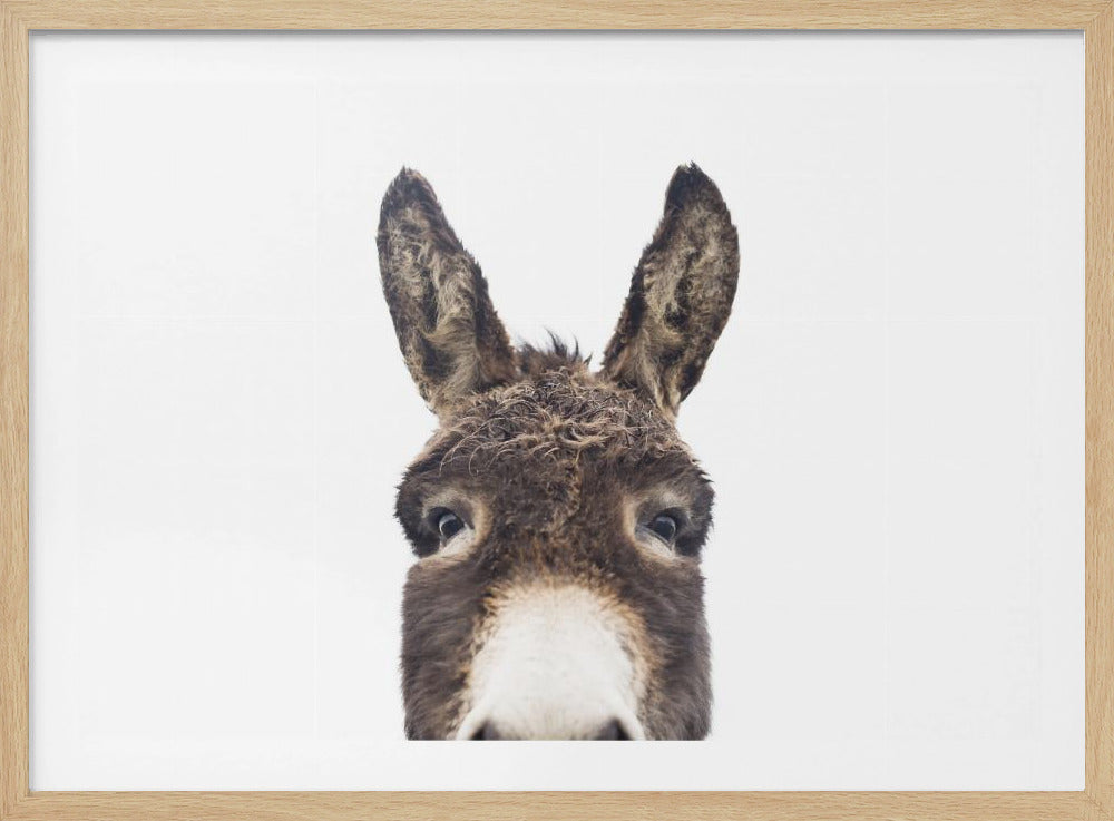 Peeking Donkey | Poster