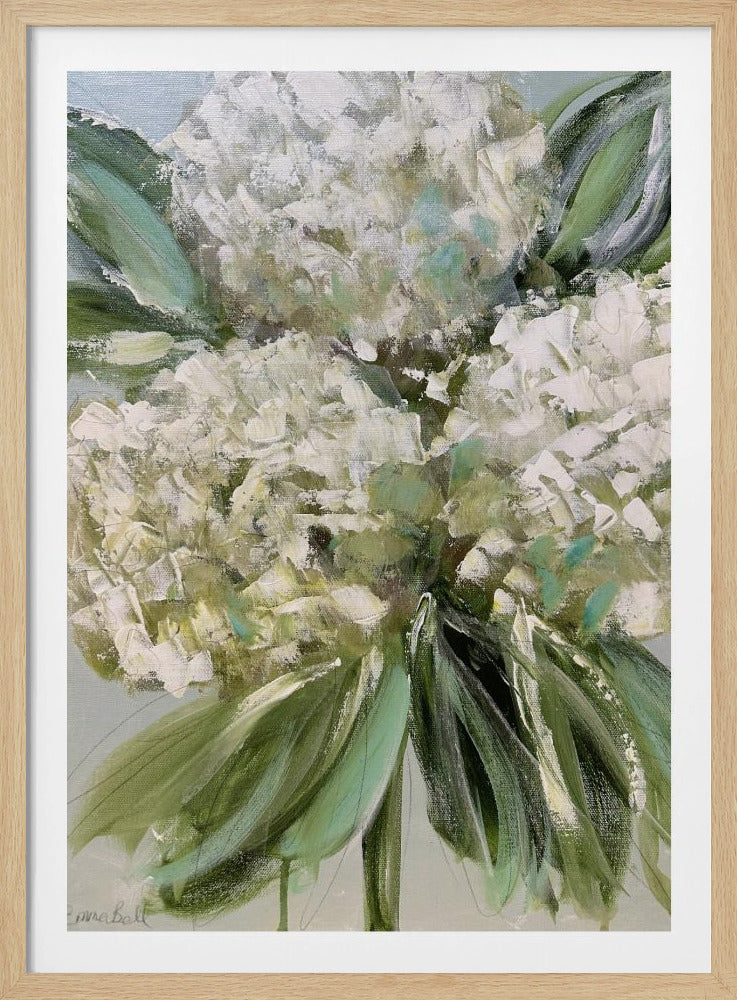White Hydrangeas with Lush Green Leaves | Poster