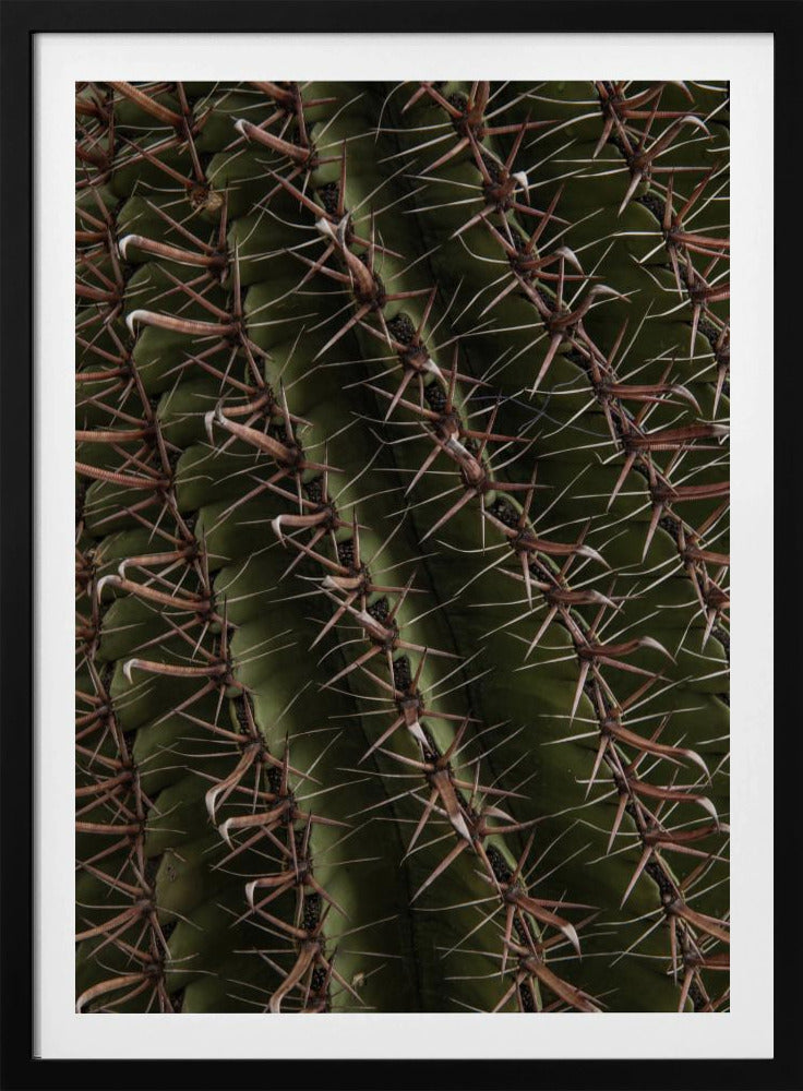 Cactus Showcases | Poster