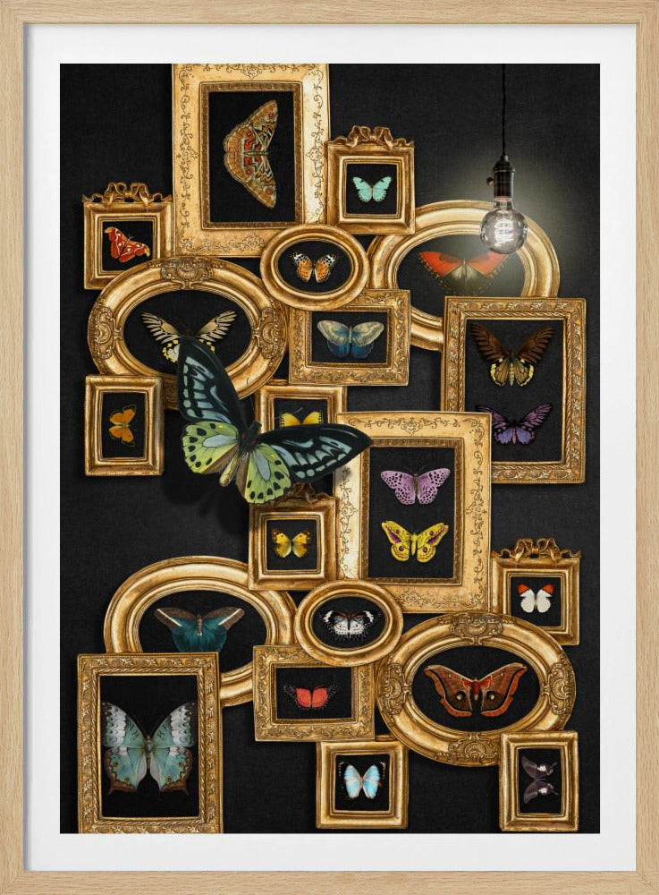 A Collection Of Butterflies | Poster