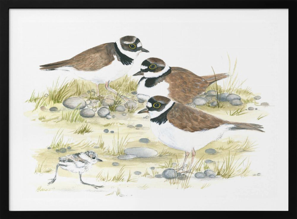 Plovers | Poster