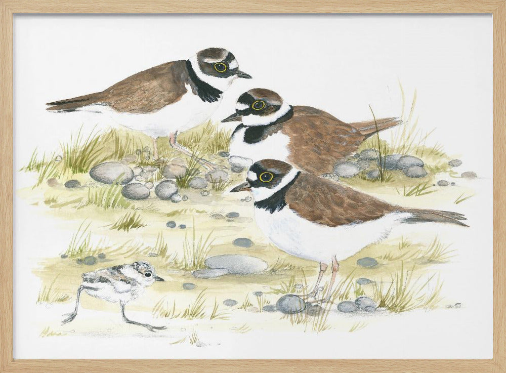 Plovers | Poster