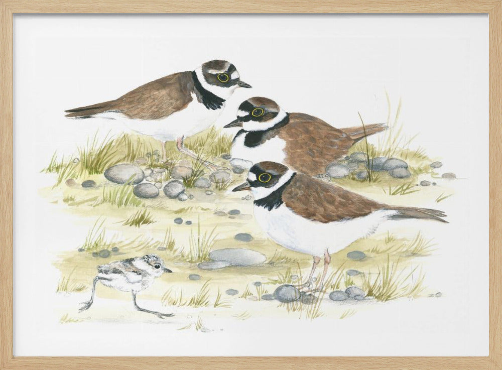 Plovers | Poster