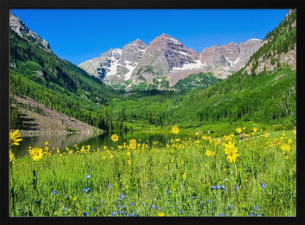 Maroon Bells Wildflowers | Poster