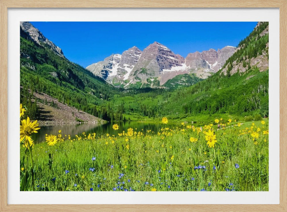 Maroon Bells Wildflowers | Poster