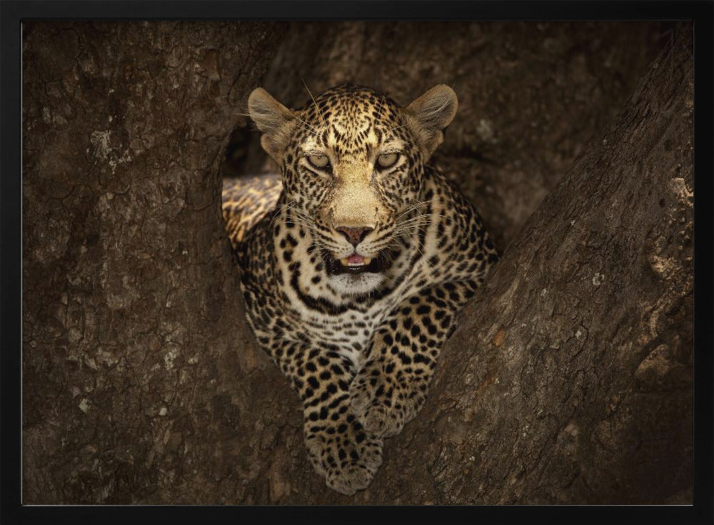 Leopard Resting on a Tree at Masai Mara | Poster