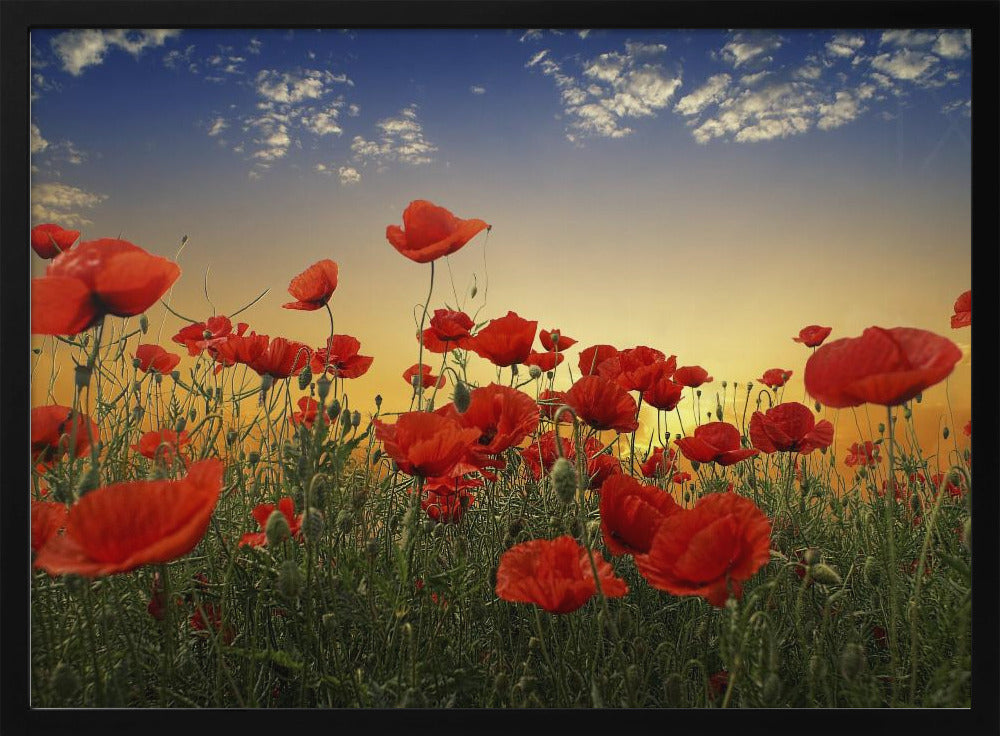 Poppies | Poster
