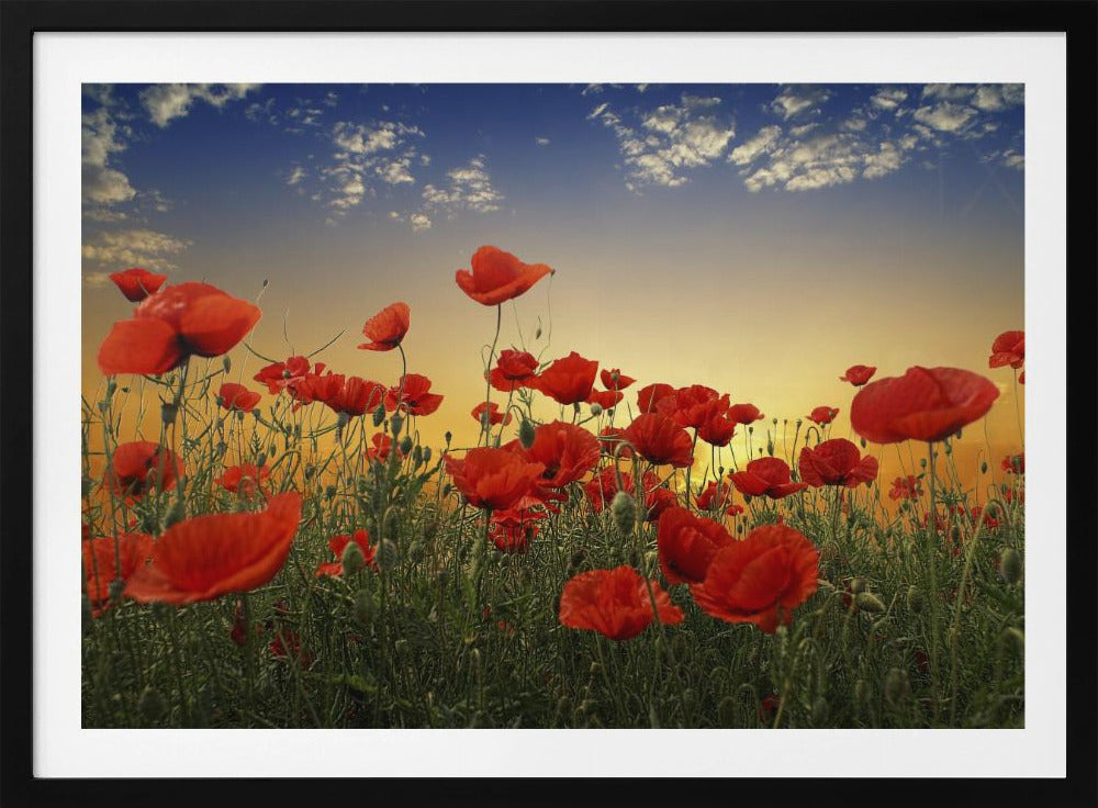 Poppies | Poster