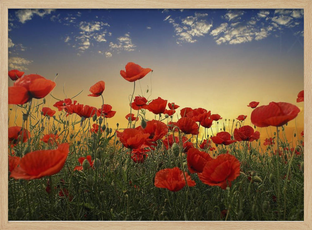 Poppies | Poster