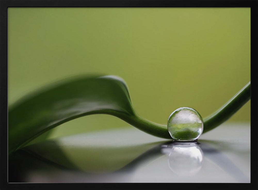 Green harmony | Poster