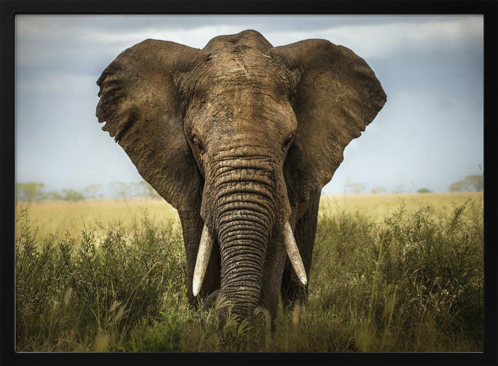 Encounters in Serengeti | Poster