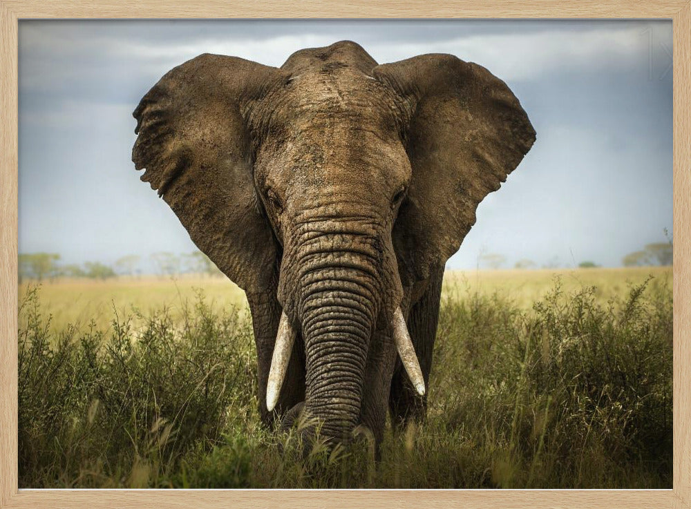 Encounters in Serengeti | Poster