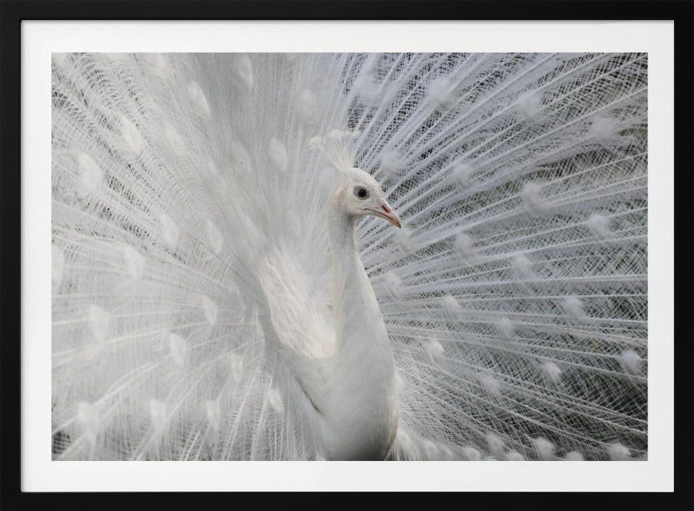 As white as snow | Poster