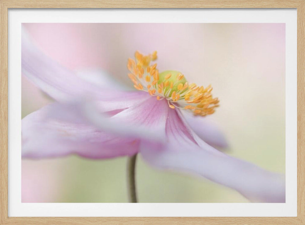 Japanese Anemone | Poster