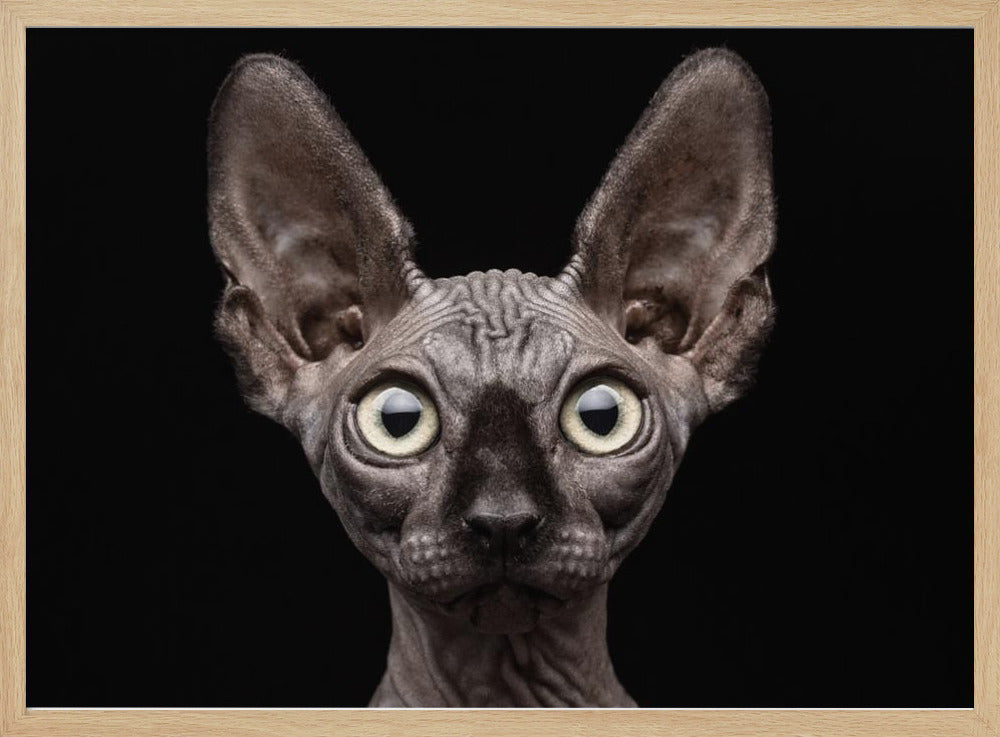 Sphynx Cat | Poster