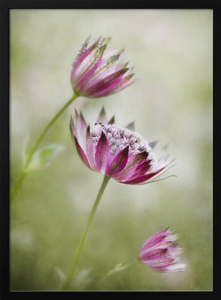 Astrantia | Poster