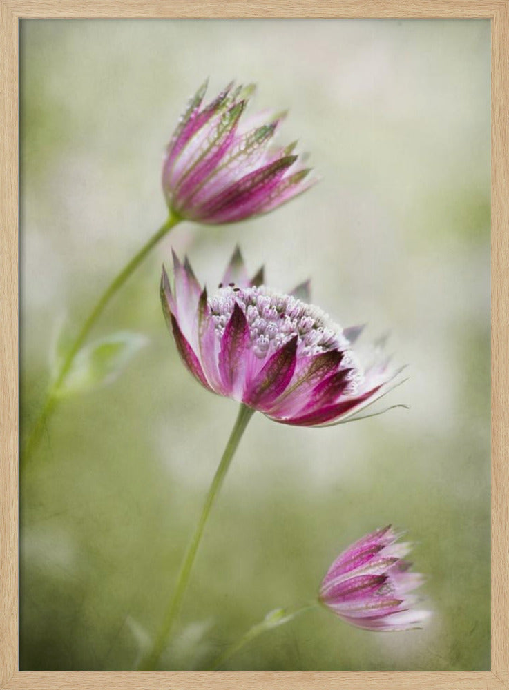 Astrantia | Poster