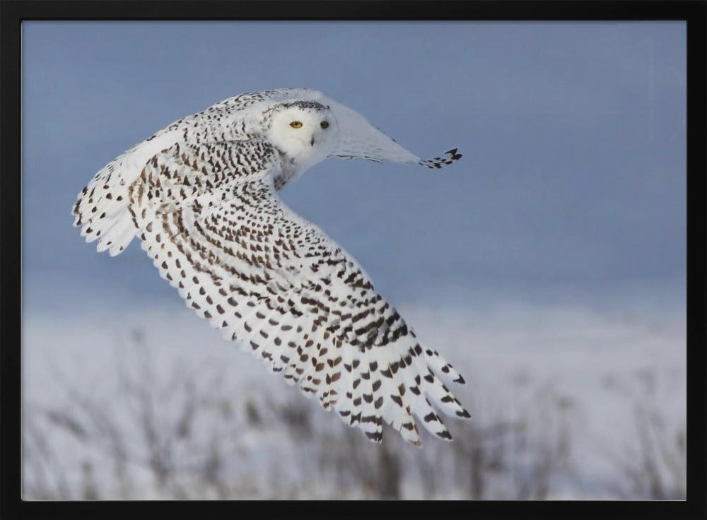 Snowy Owl | Poster
