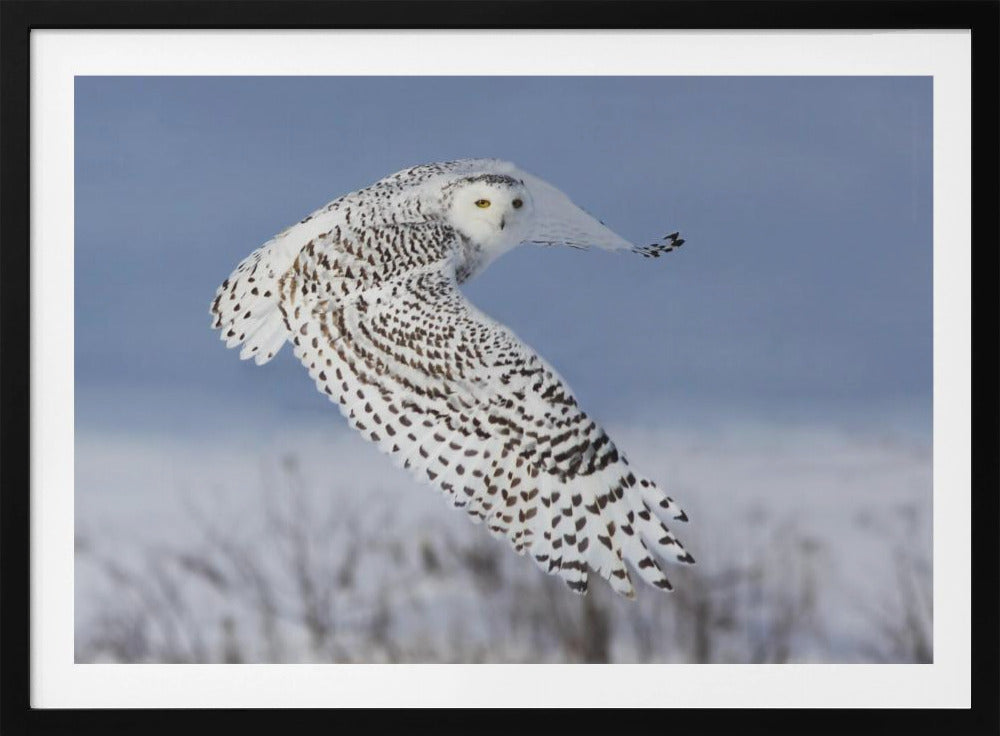 Snowy Owl | Poster