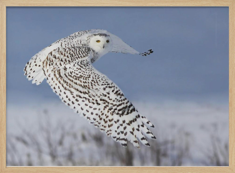 Snowy Owl | Poster