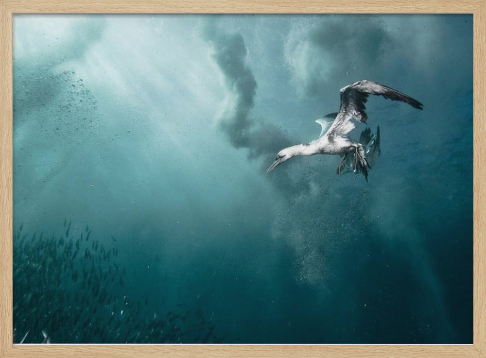 plunge diver | Poster