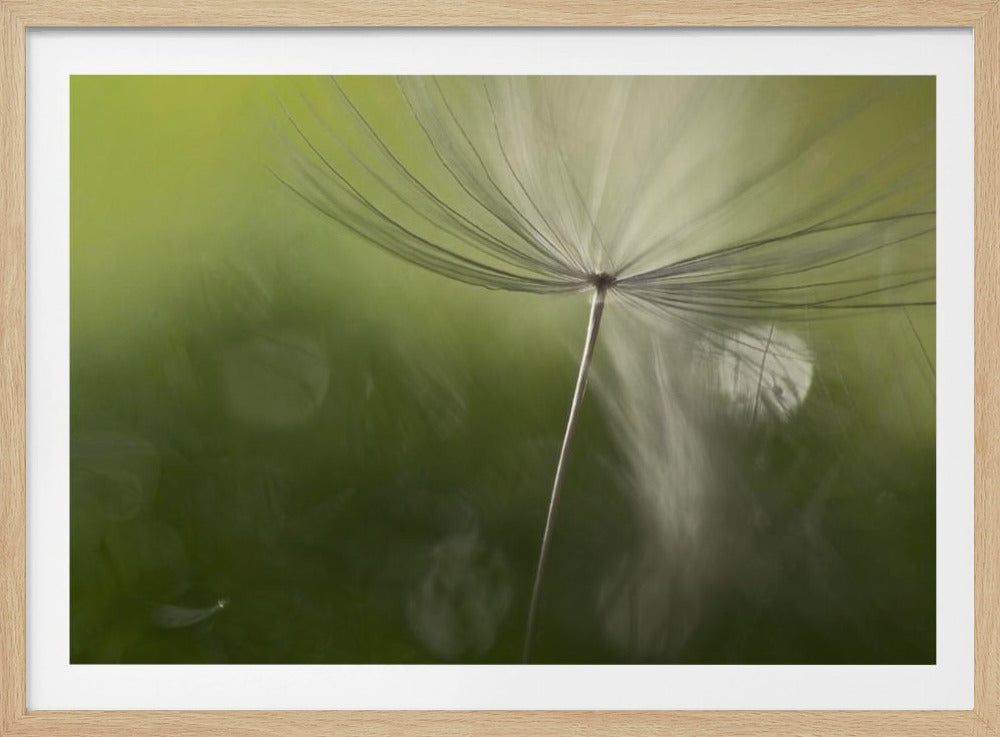 Shadows in the green | Poster