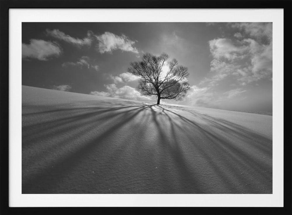 Tree Shadow | Poster