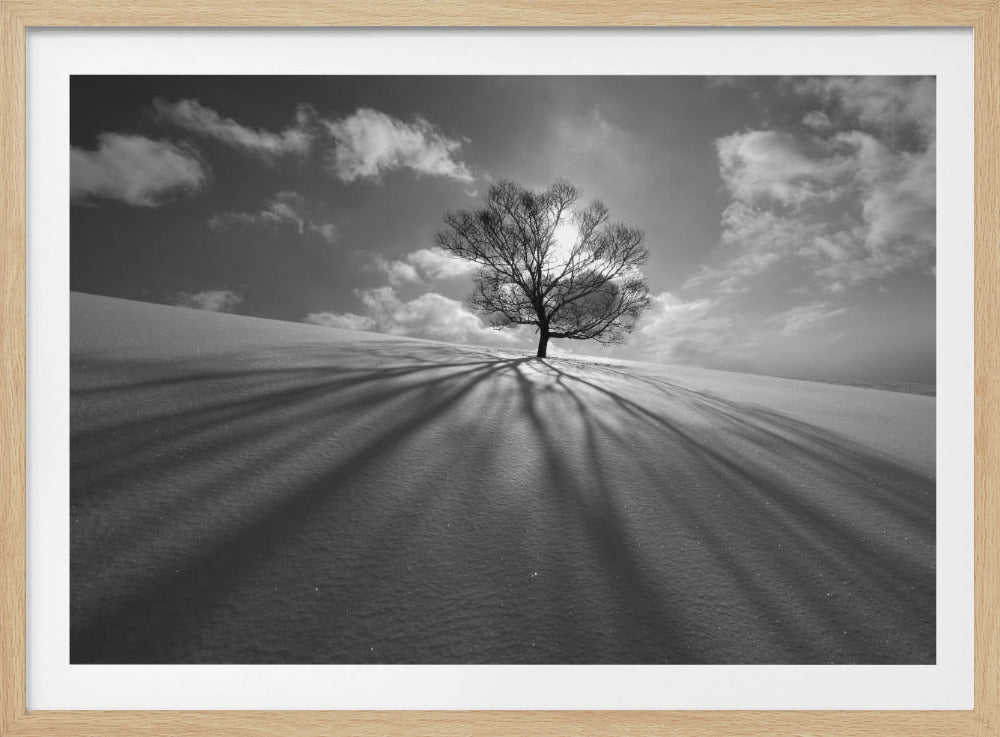 Tree Shadow | Poster