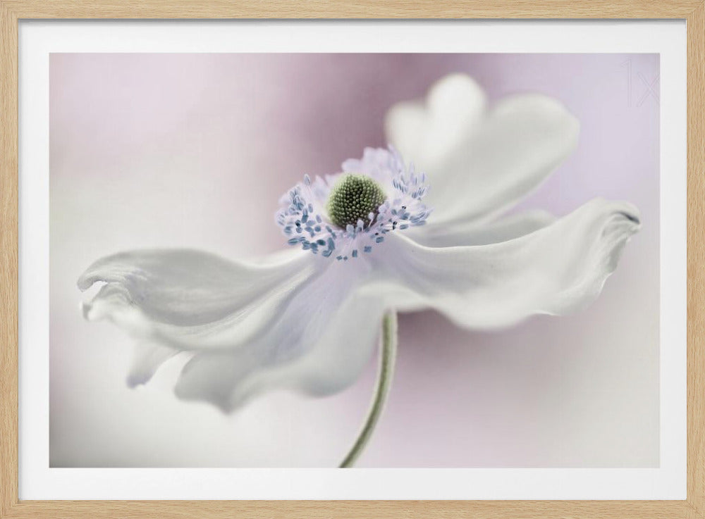 Anemone breeze | Poster