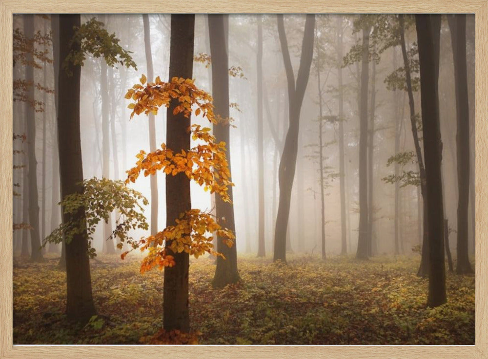 In November Light | Poster