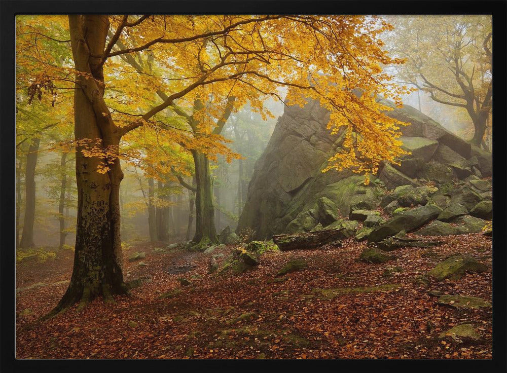 Autumn forest | Poster