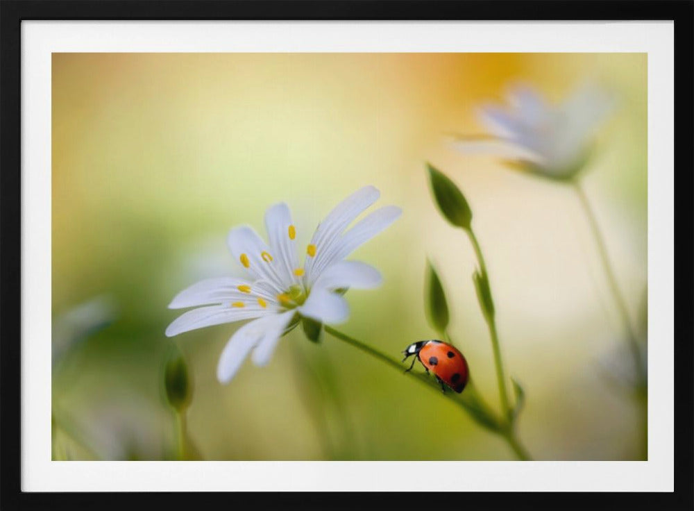 Summer beauties | Poster