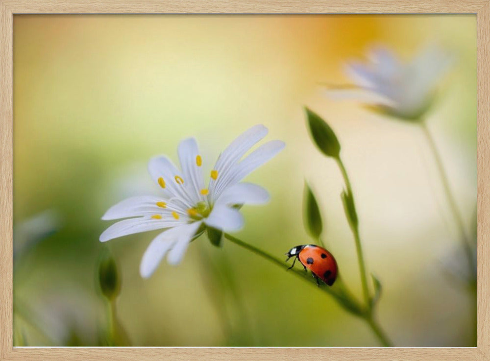 Summer beauties | Poster