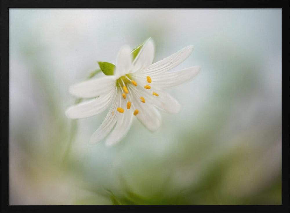 Spring Stitchwort | Poster