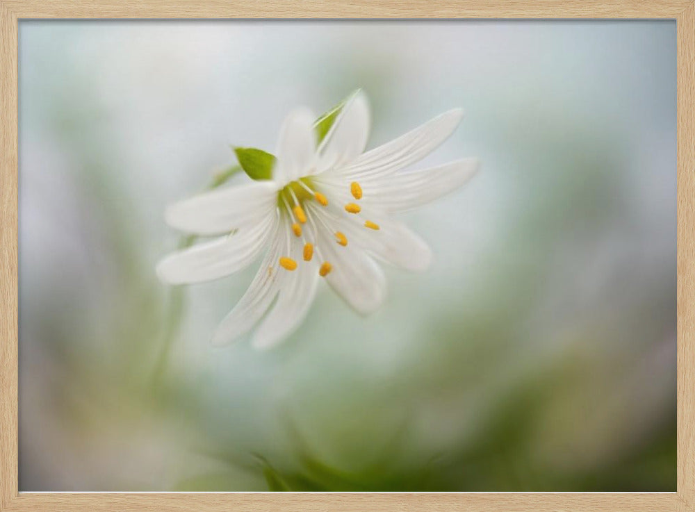 Spring Stitchwort | Poster