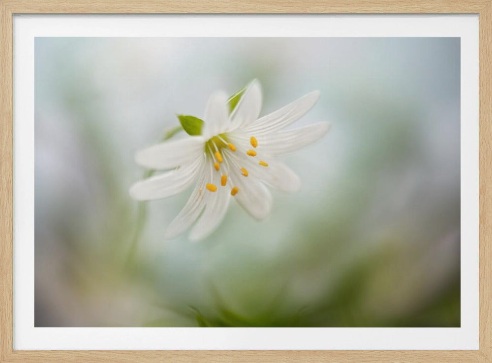 Spring Stitchwort | Poster