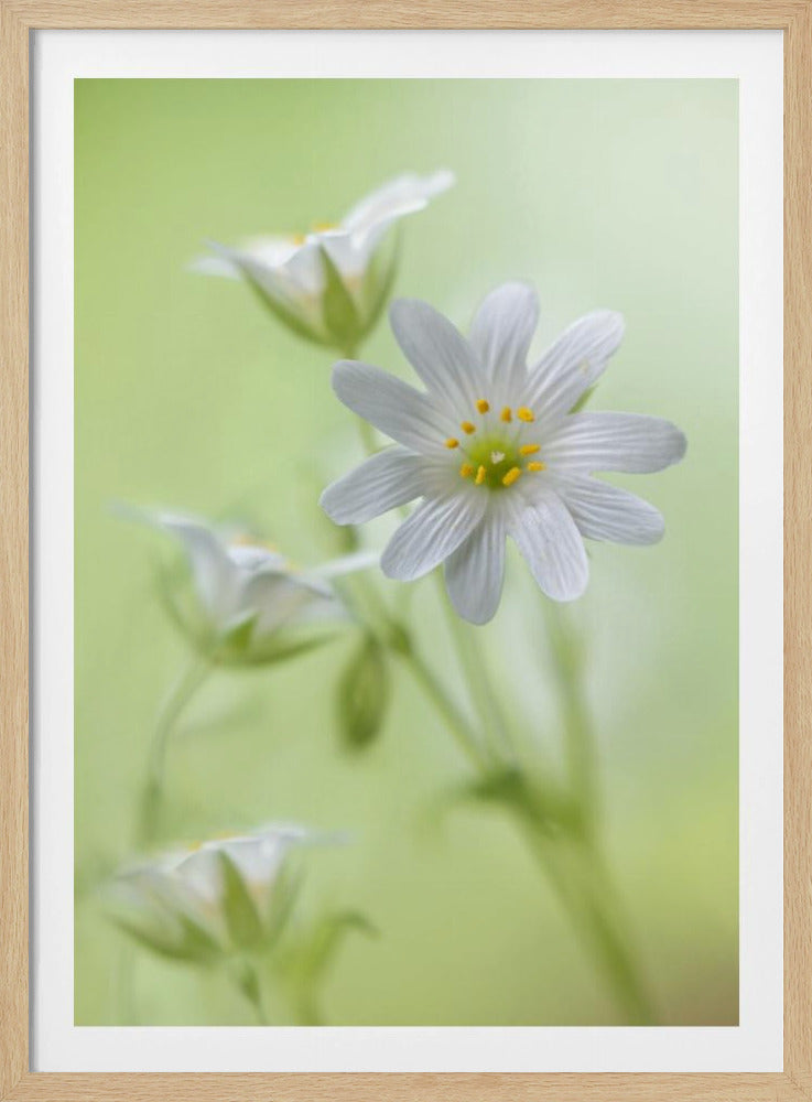 Spring sparkle | Poster